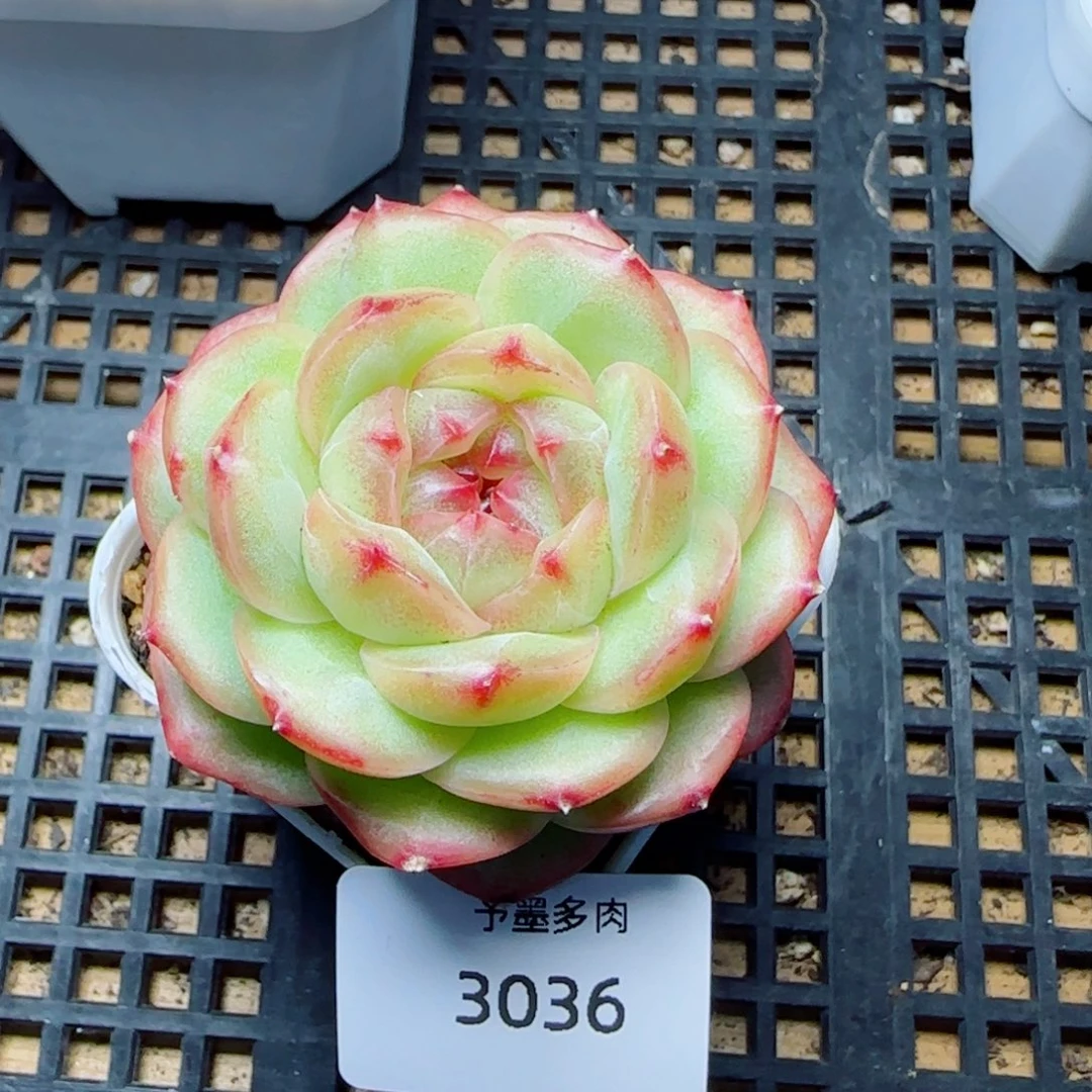 雪柠美人，3036多肉植物