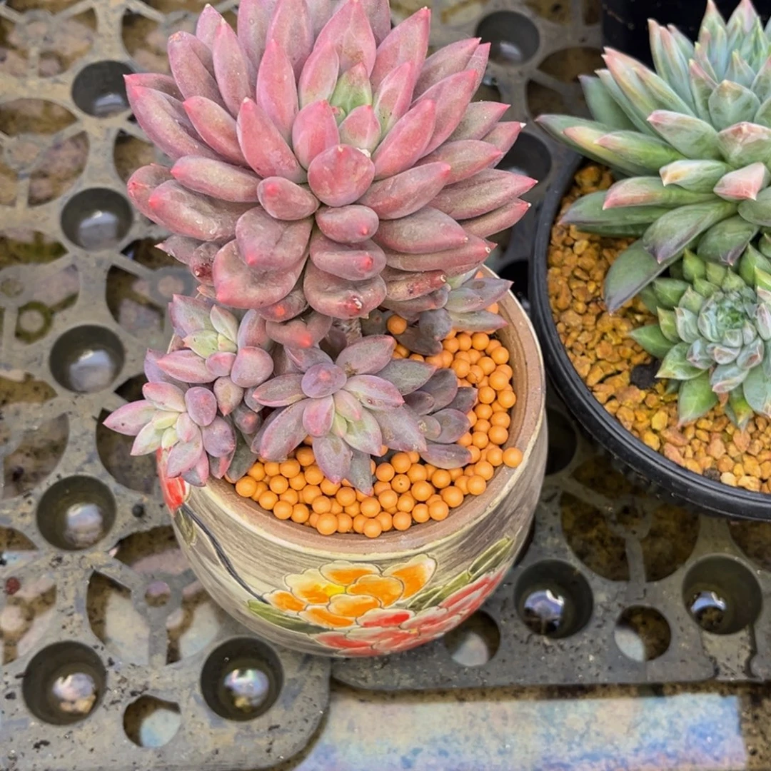 多***煜小姐姐的多肉植物群生