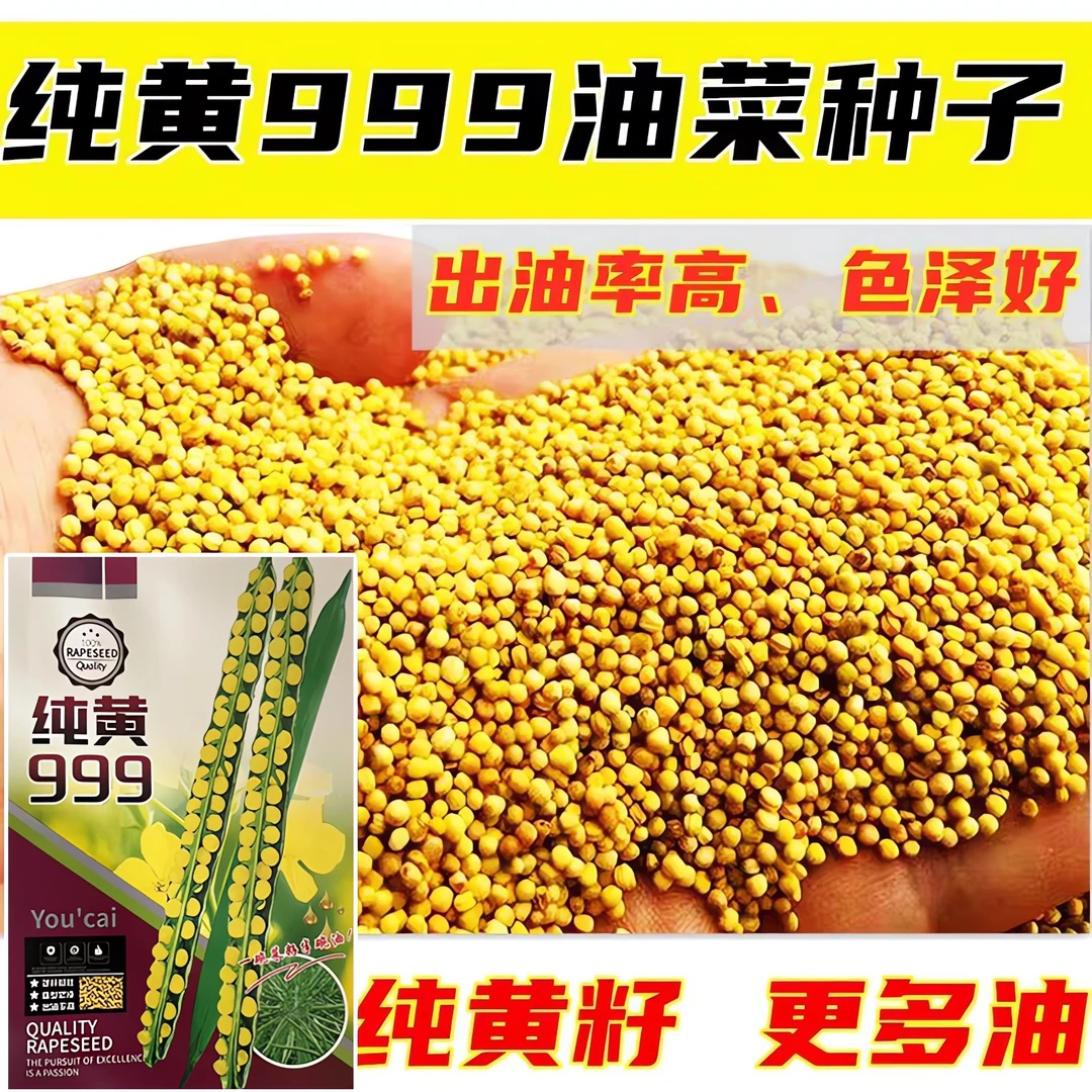 纯黄999油菜籽早熟高油黄籽黄油产量高原装正品耐寒抗病抗倒种子