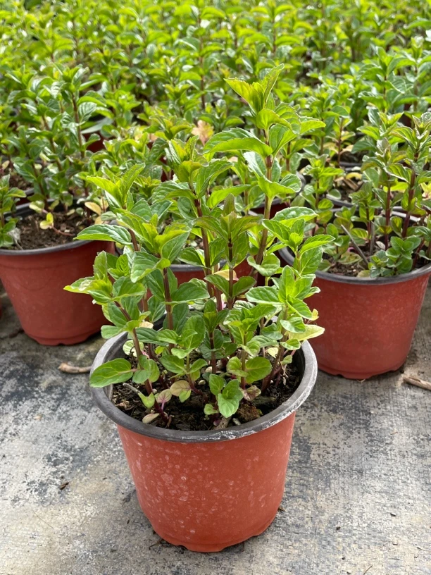 古龙水薄荷香草盆栽阳台地栽可食用