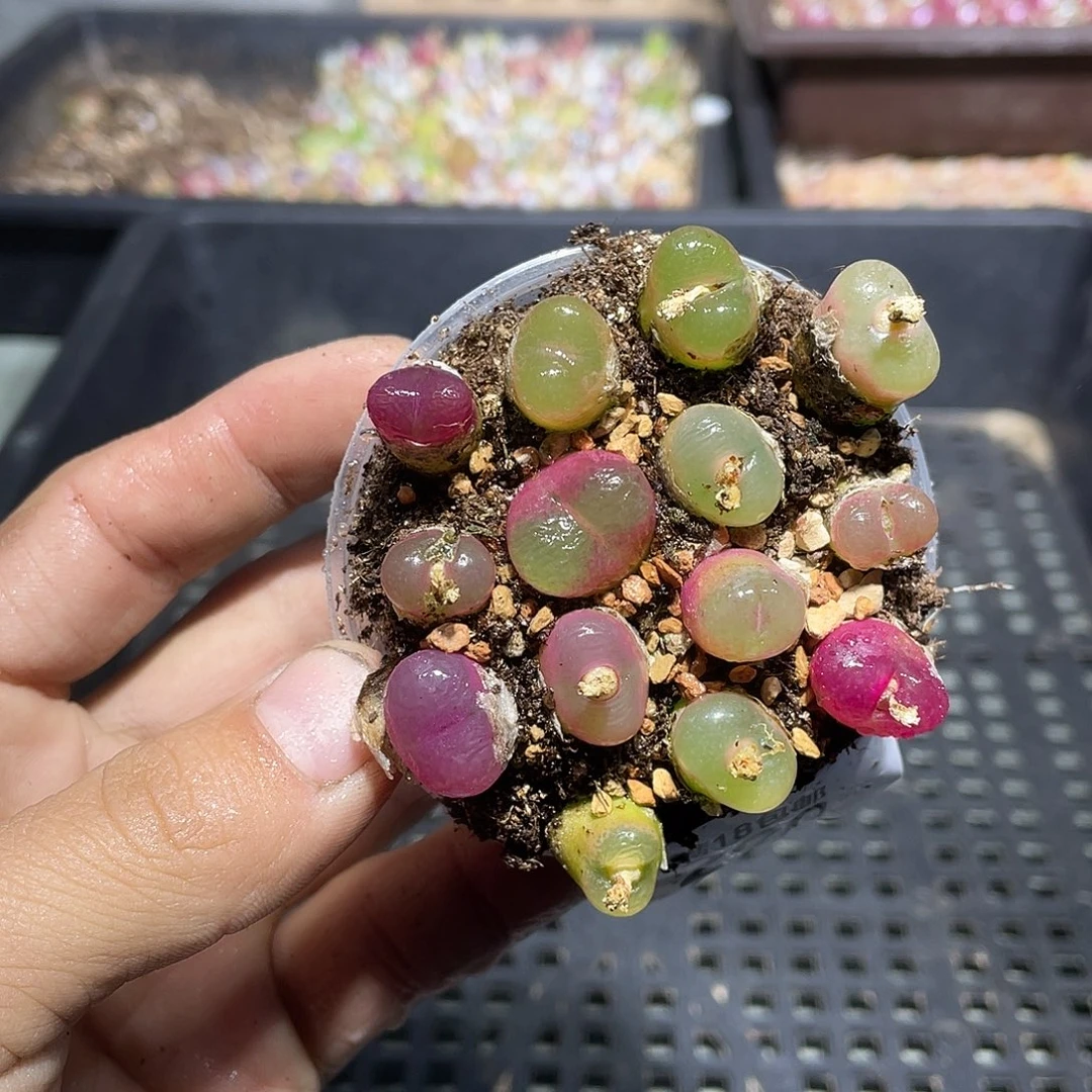 290当天凑满十八元包邮生石花