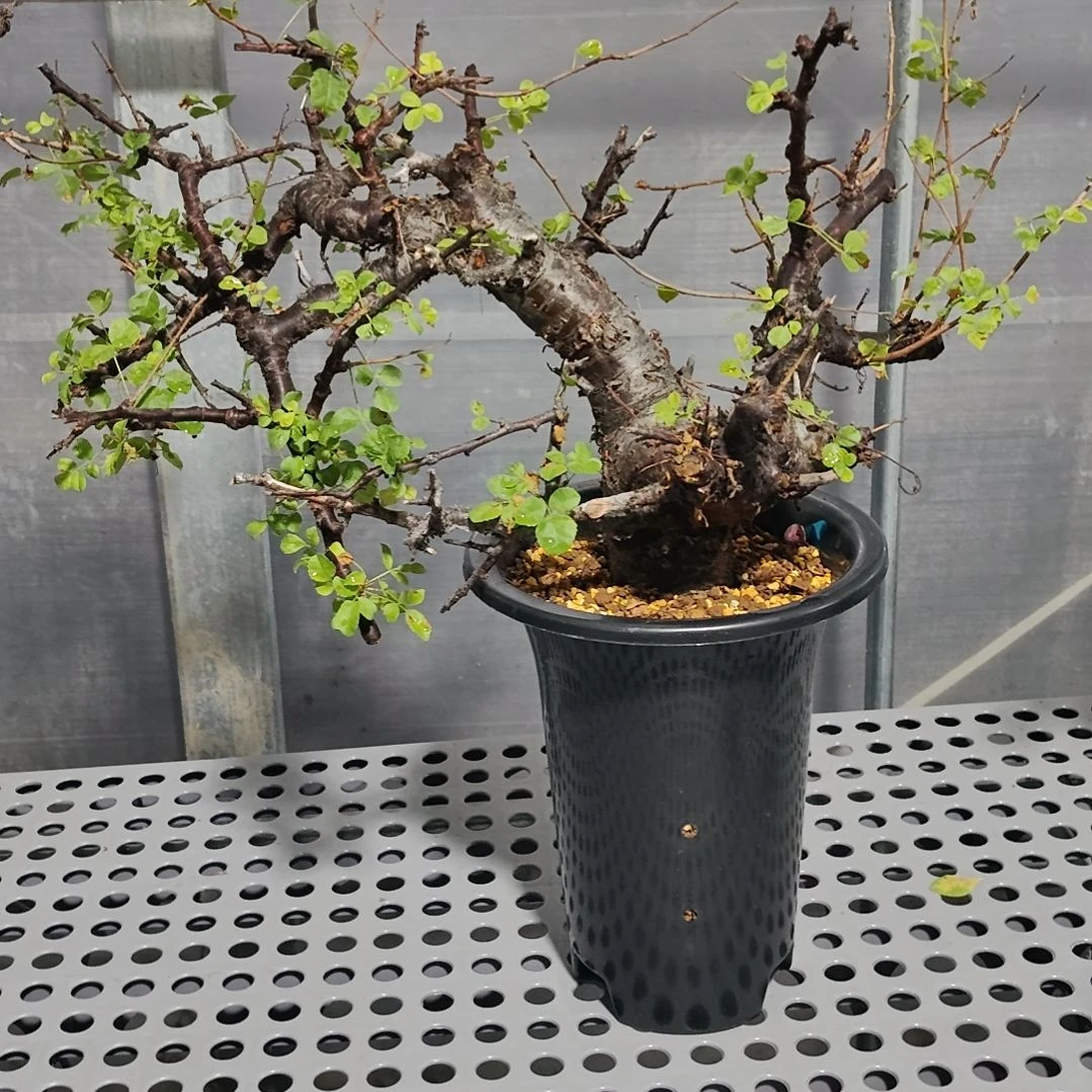 黑皮橄榄勃然恩斯