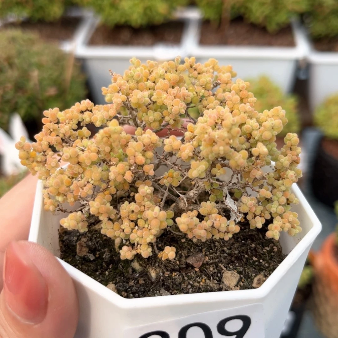 209小小米可爱多肉植物