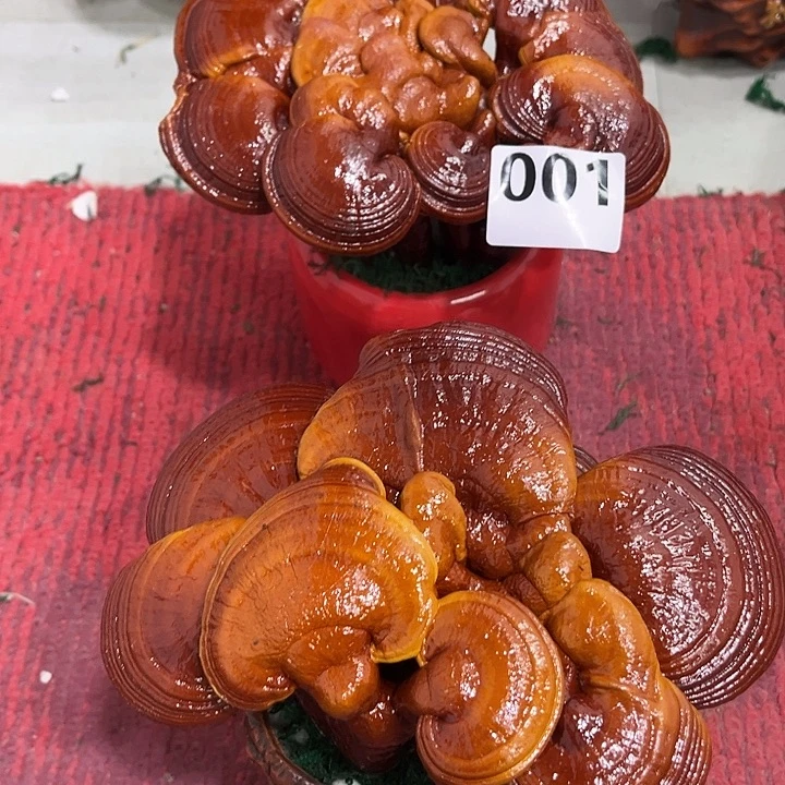 全部花朵8888888888888888888