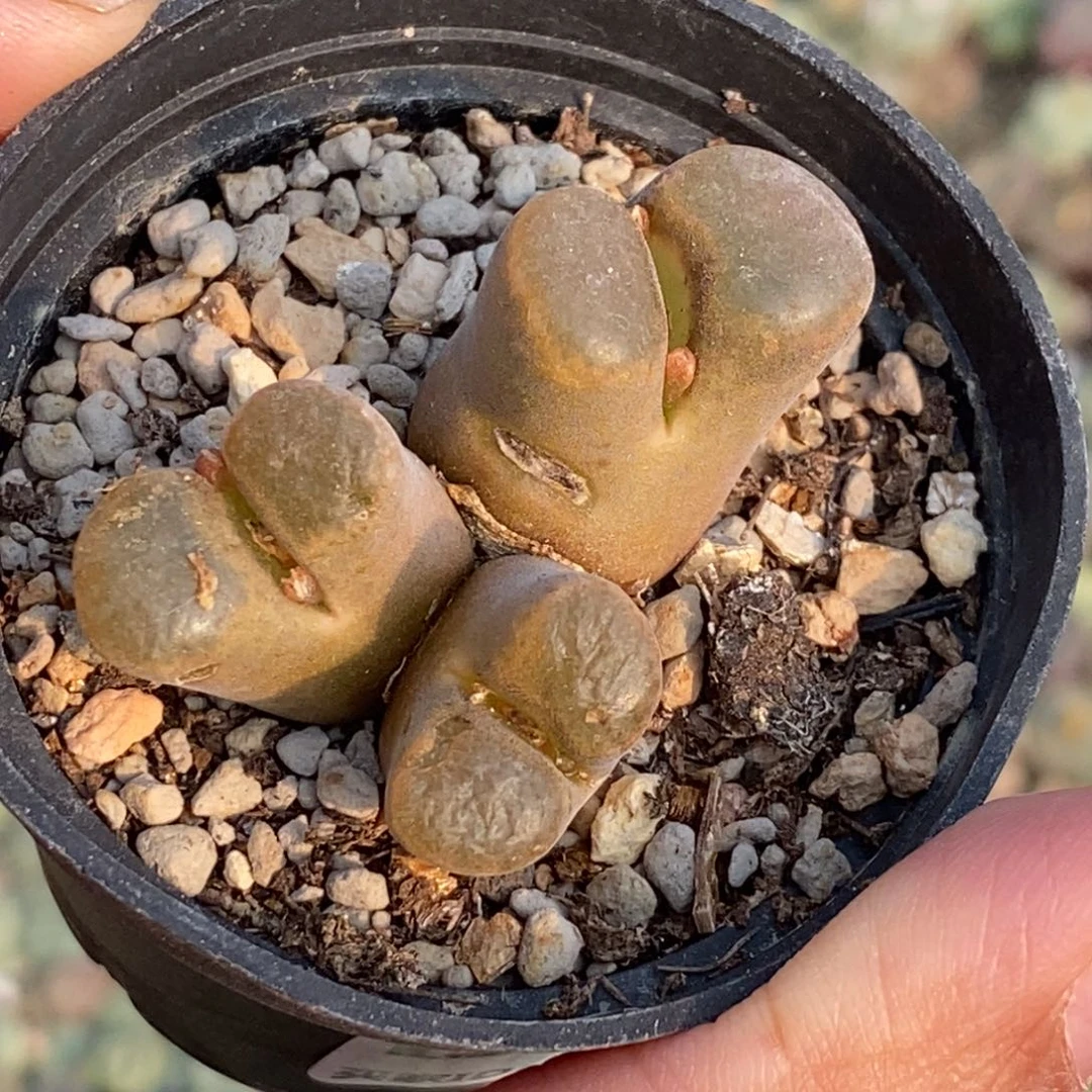 0232 三头磁铁母本