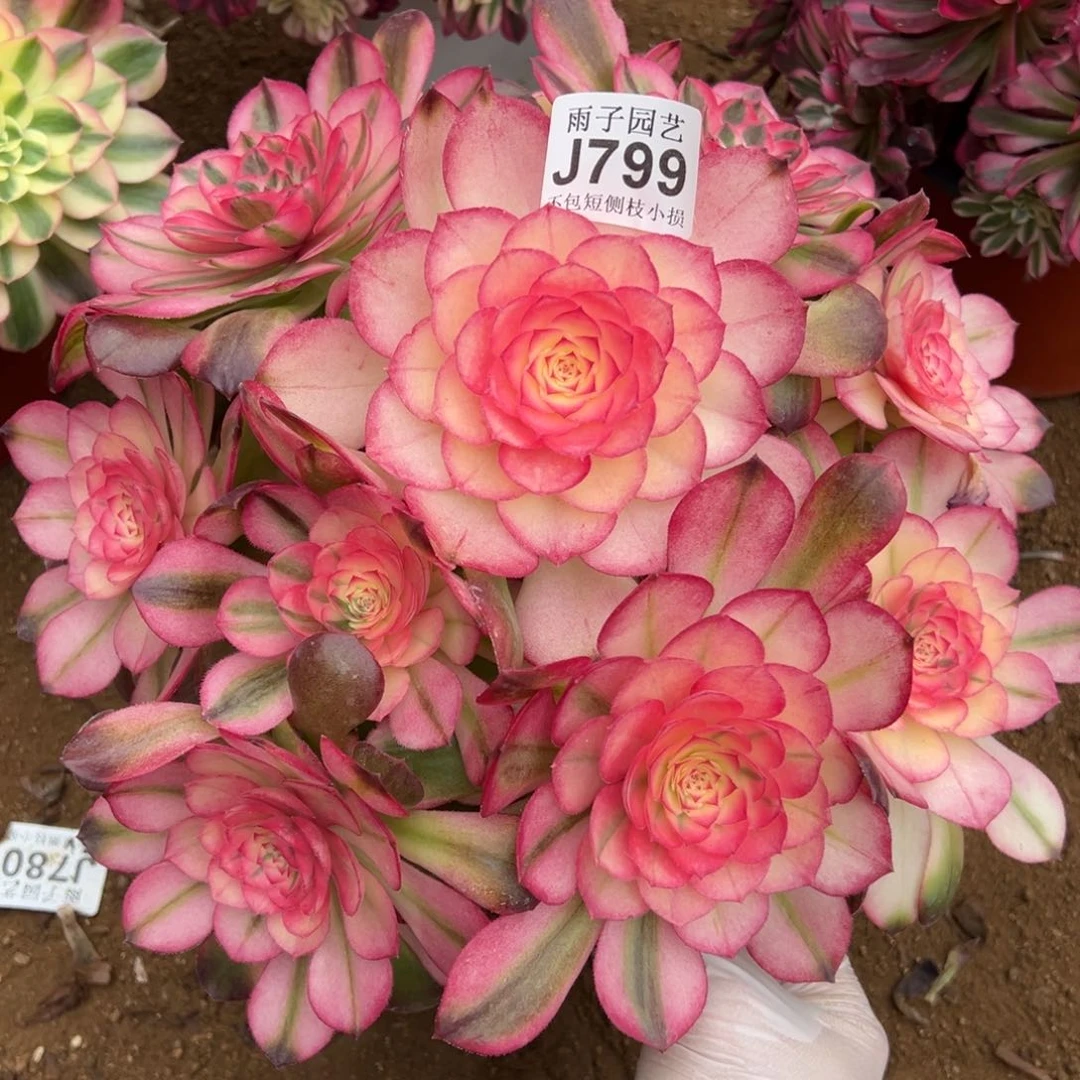 799荔枝尺寸28左右