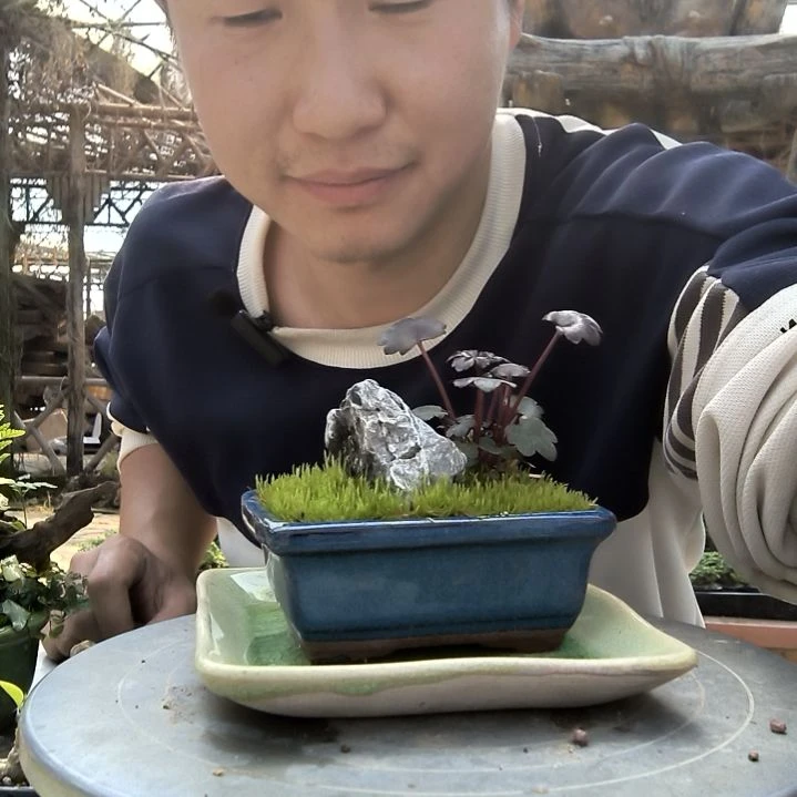 是**啊小盆景小植物一物一拍203