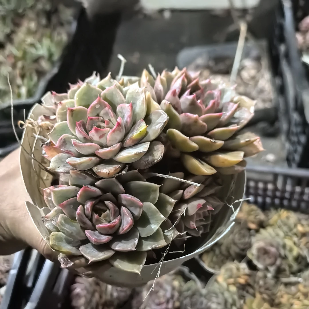 ynmgfr玫瑰夫人群生多肉植物多头老桩好养适合阳台庭院新手