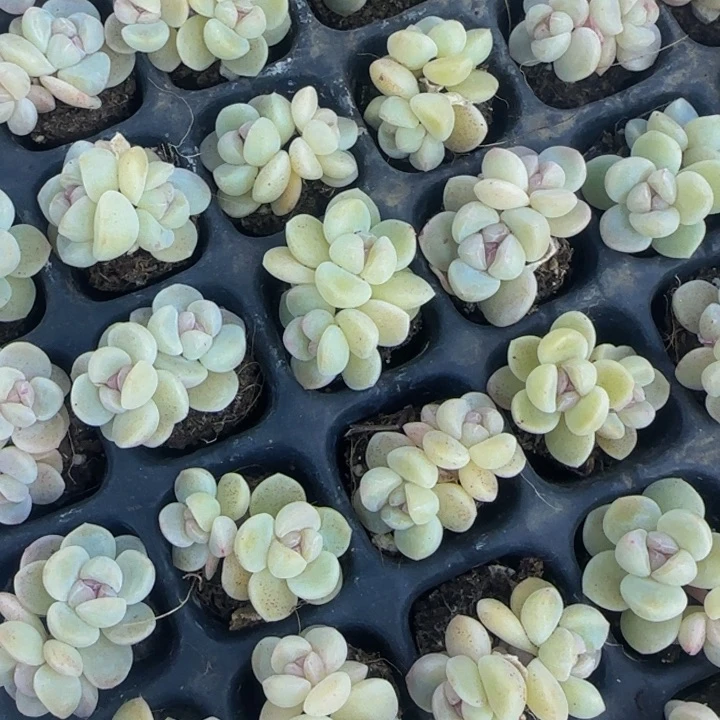 水****售6颗小琥珀冰玉双头一组