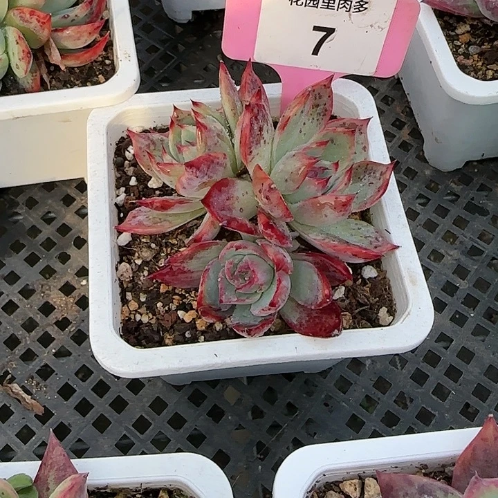 姜***言7 惊鸿仙子多肉植物6～9cm3头