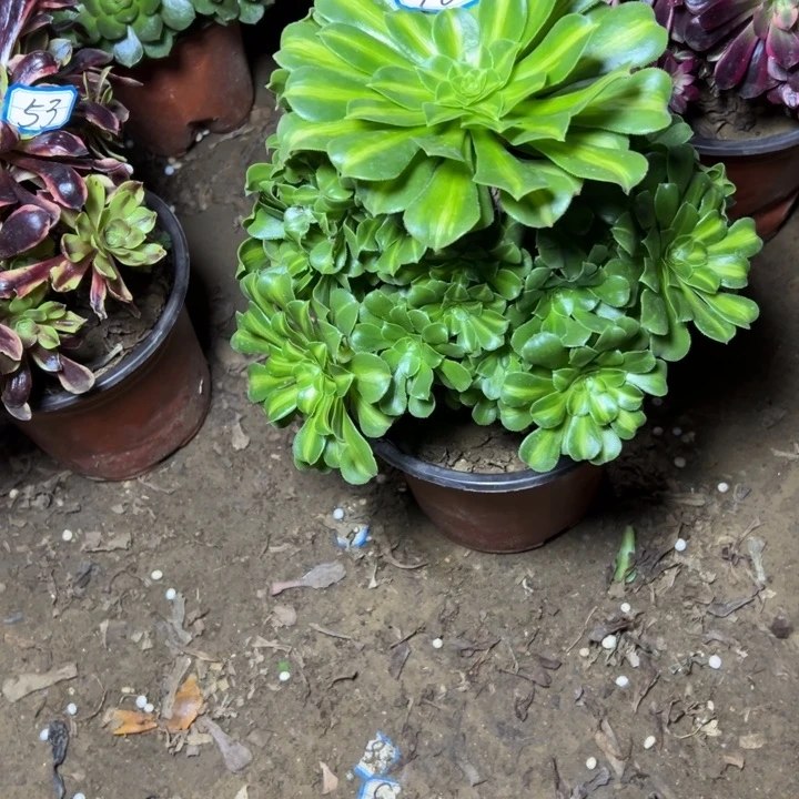 多肉植物翡翠法师78