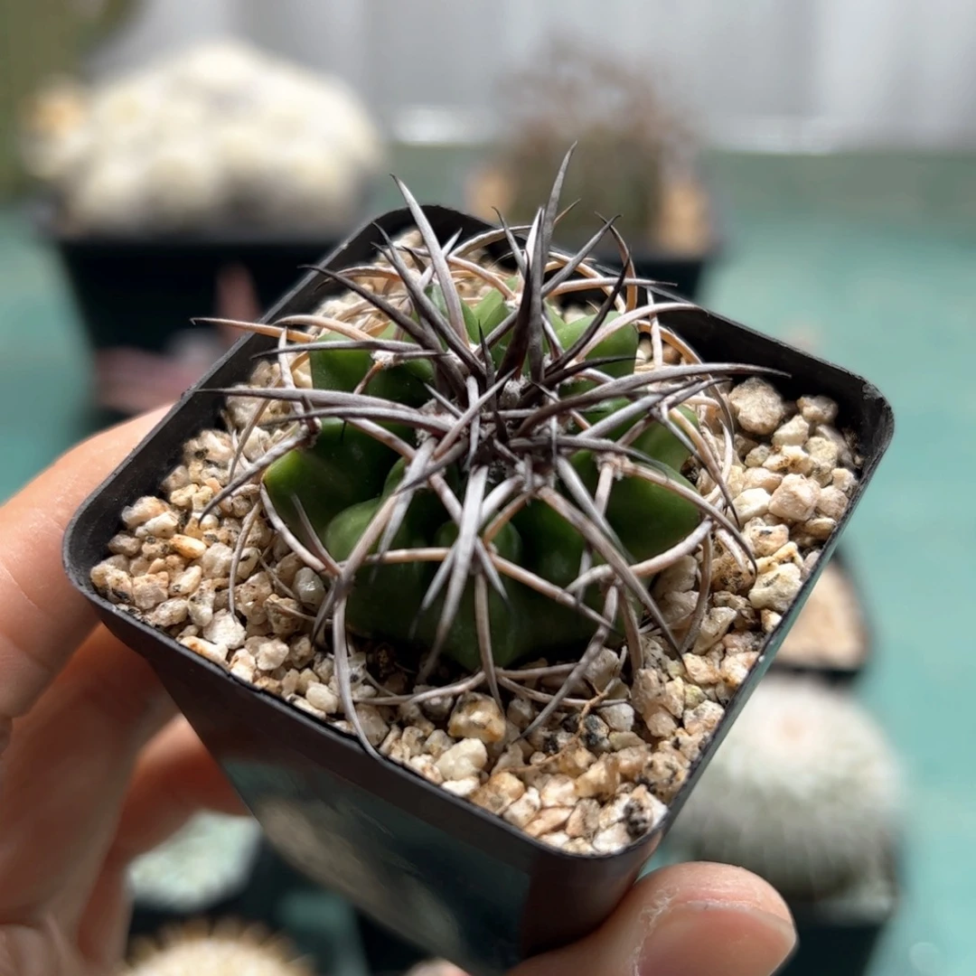 实生圆盘玉 脱土发货多肉植物