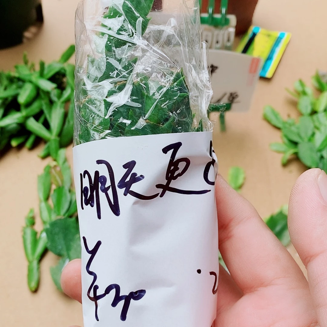明***好无花朵叶片福利一物一拍