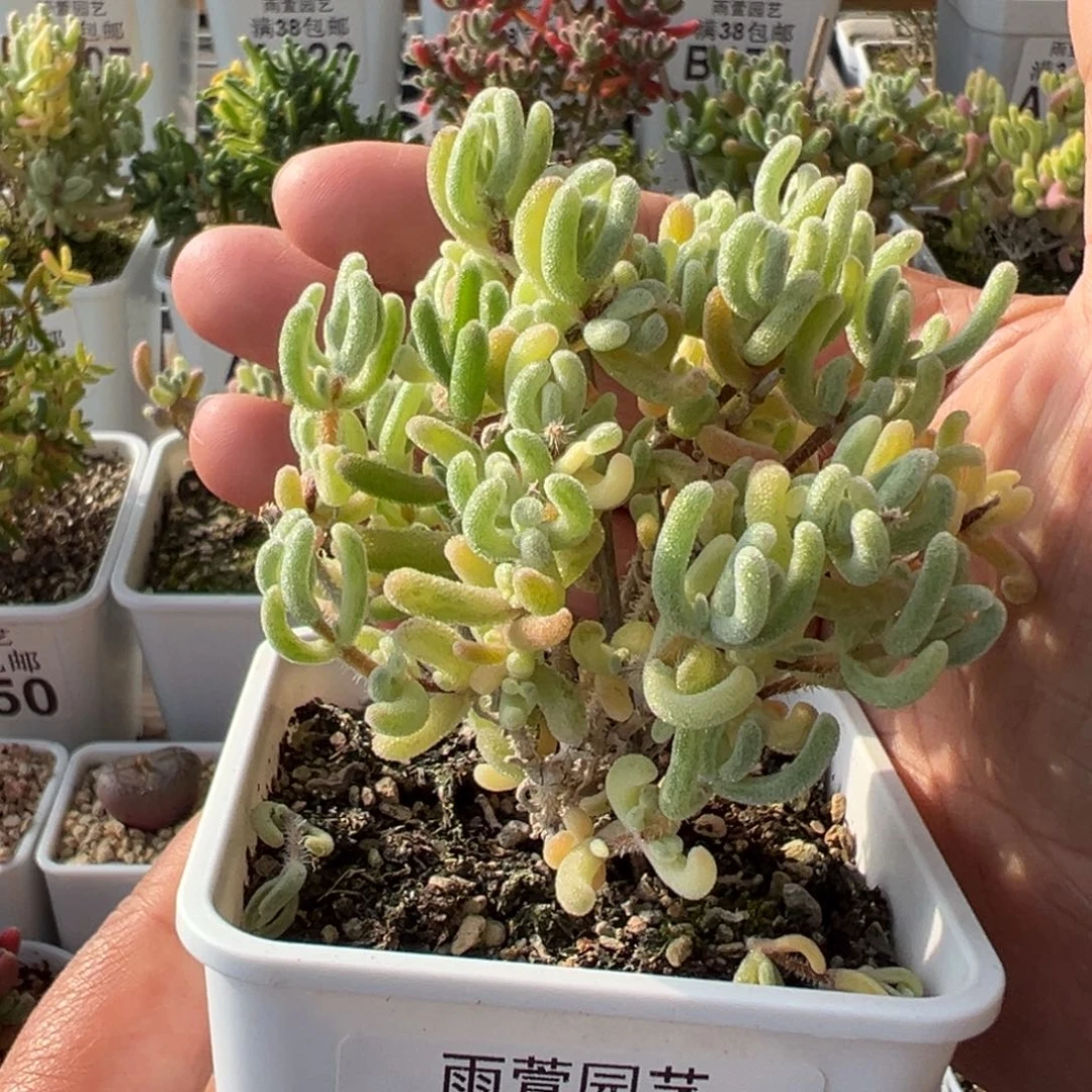 28-712枝干番杏多肉橙白代黄锦头阴阳3色锦七方盆