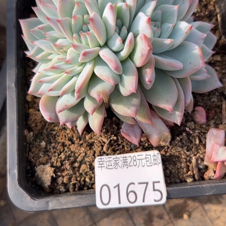 天***华幸运儿是一位非常优秀且非常