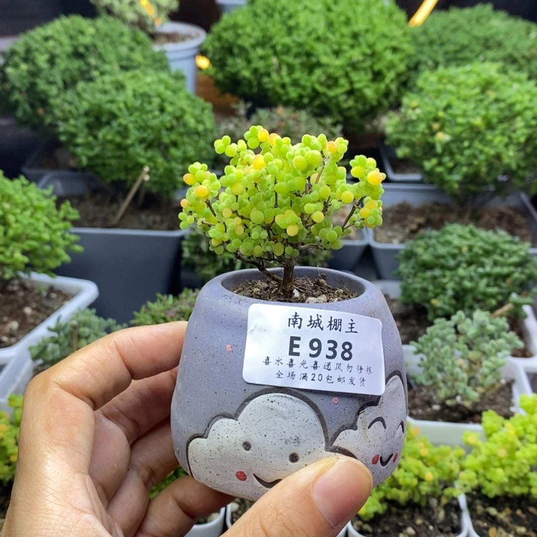 938蜜橘糖球枝干