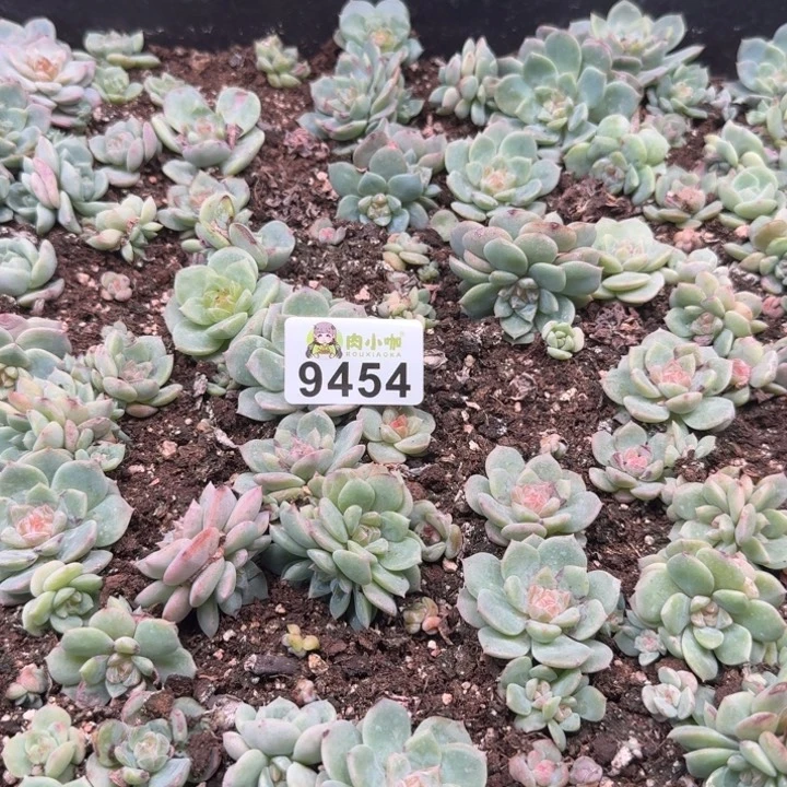 可***可多肉植物多肉植物