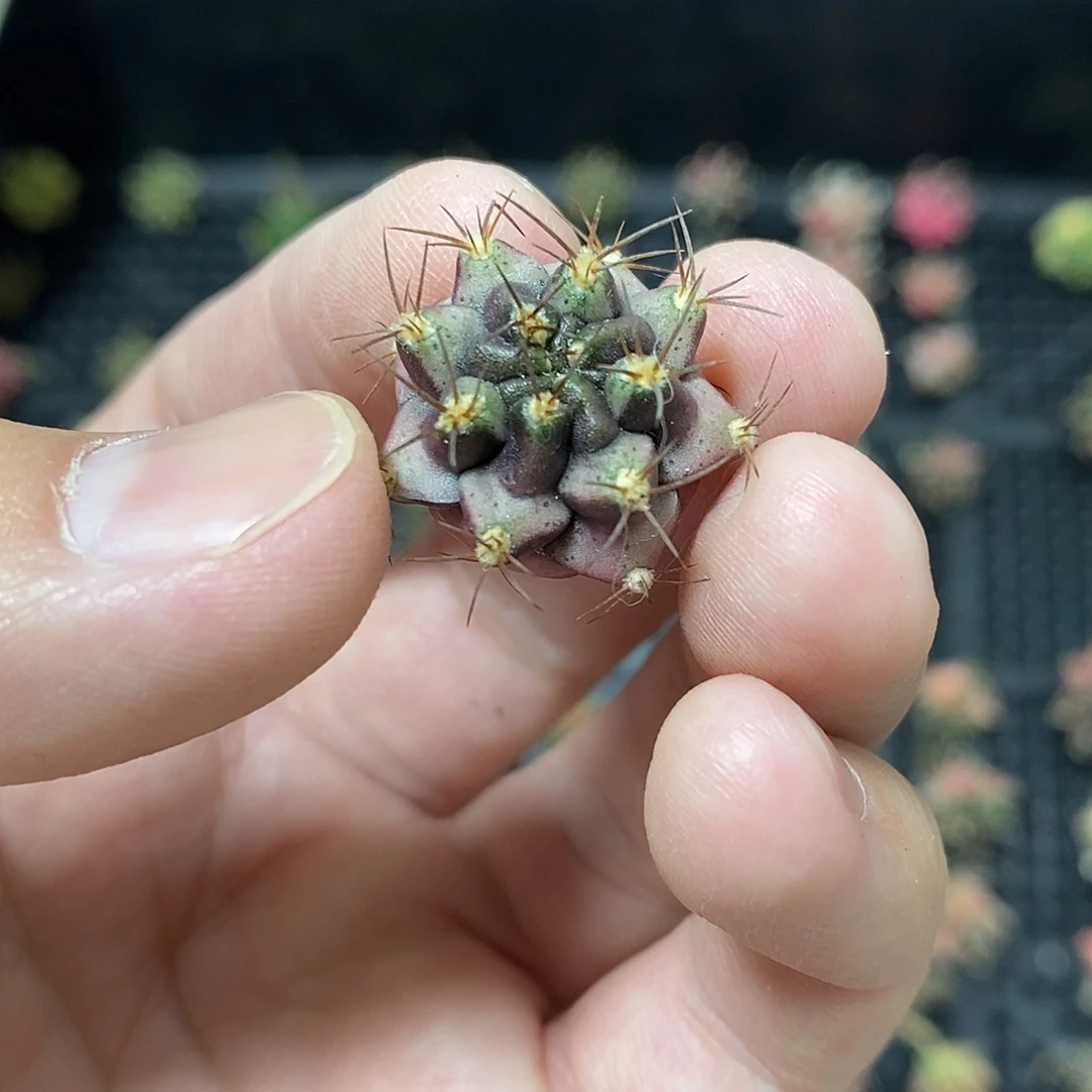 无花朵一**淡米哈仙人球侧芽