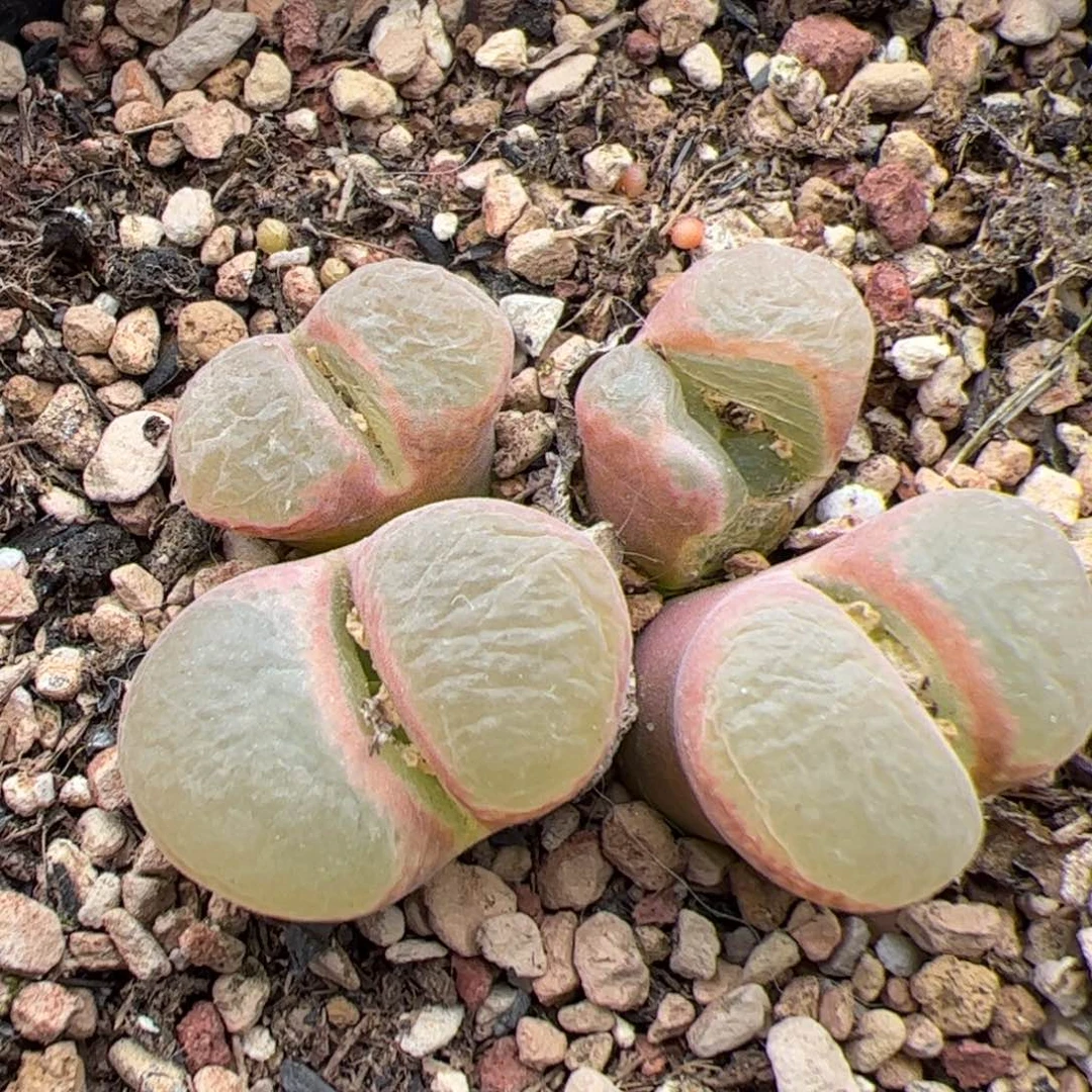 0345号风铃 多肉植物