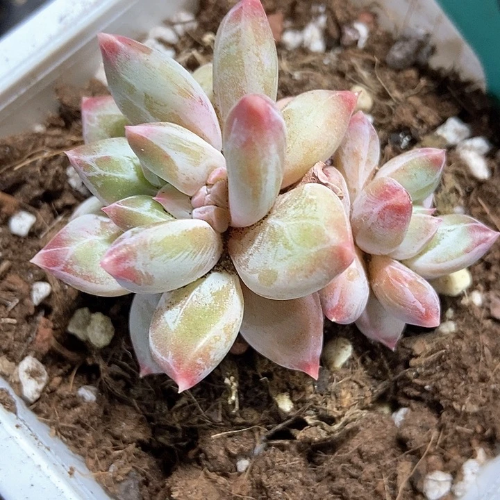 多肉植物1551多肉