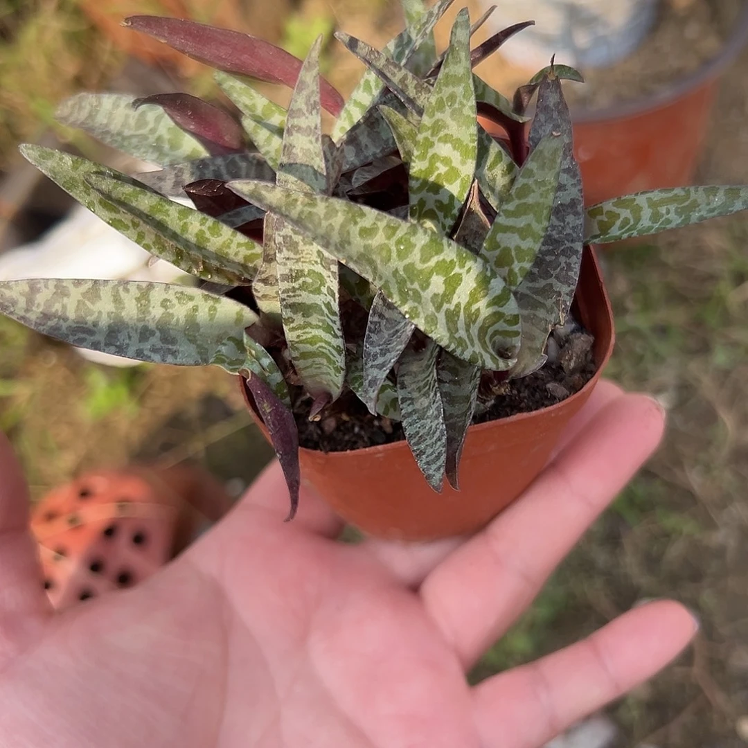 多肉植物油点百合