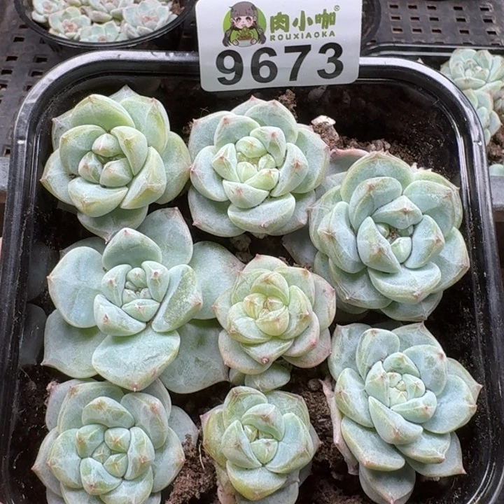 当前无花朵，栽培后可花朵多肉植物多肉植物
