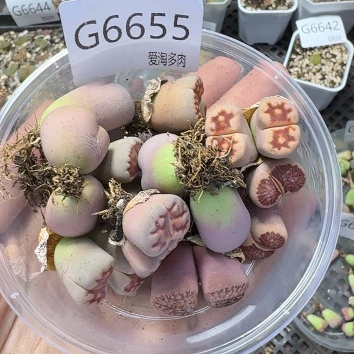 6655微瑕 生石花和肉锥