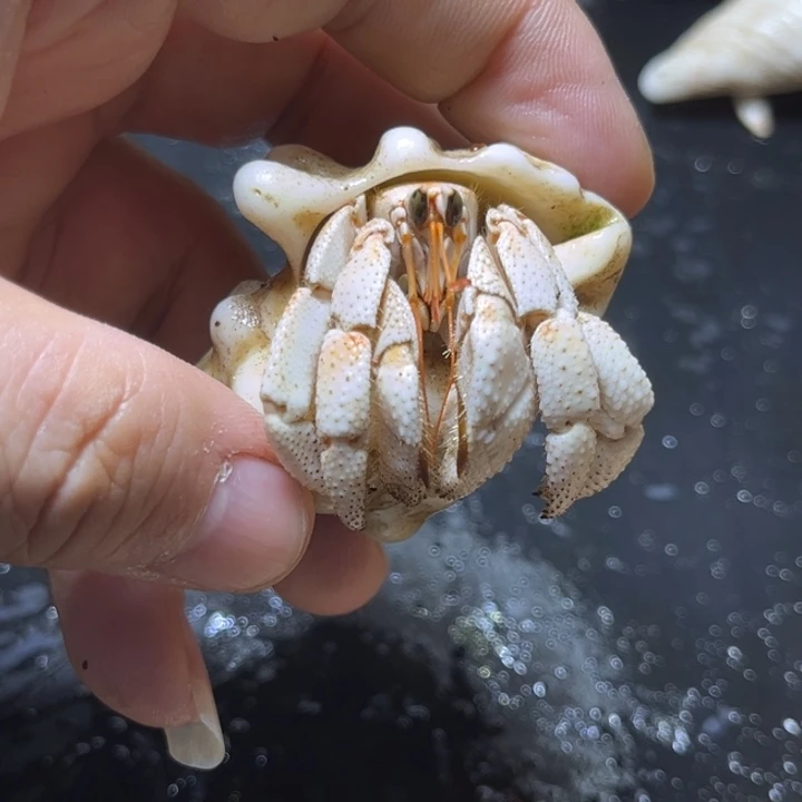 闪7号毛球2.5口径