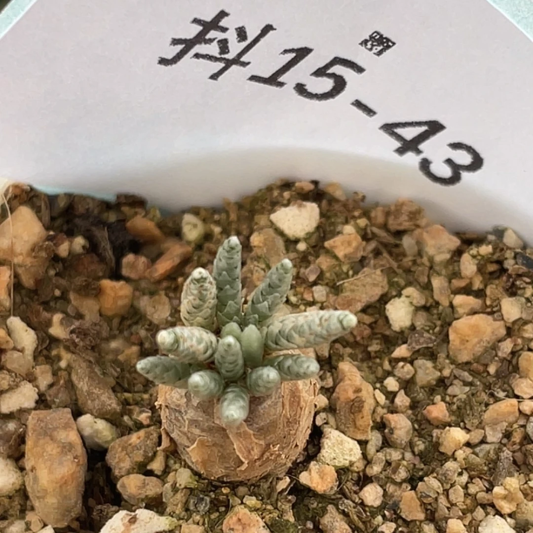 15-43韧锦多肉植物肉锥