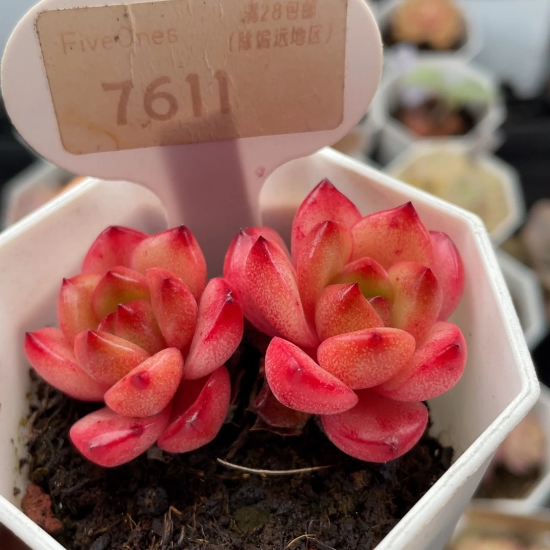 TM7611-5.5厘米左右