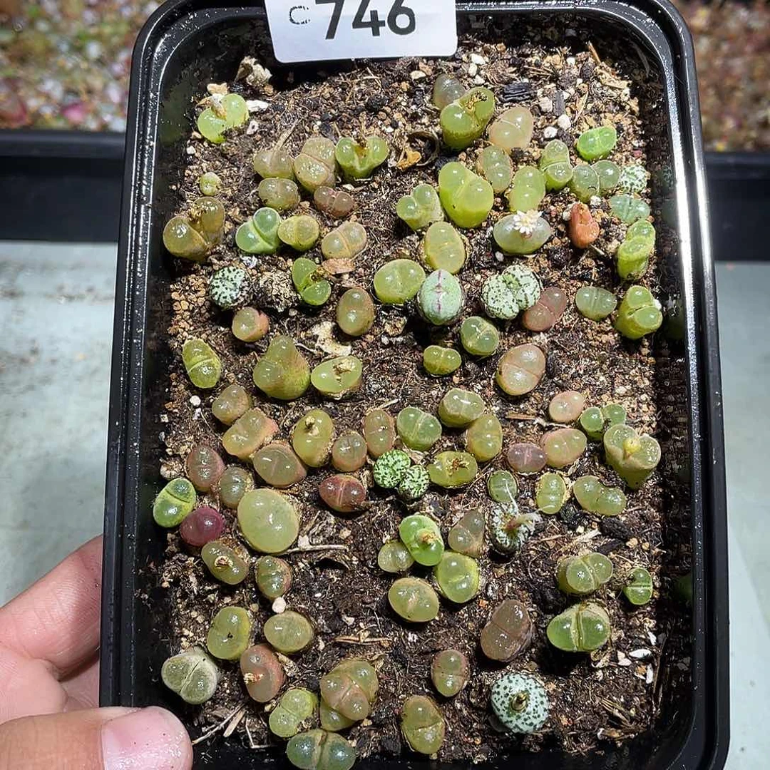 当天凑满十八元包邮746