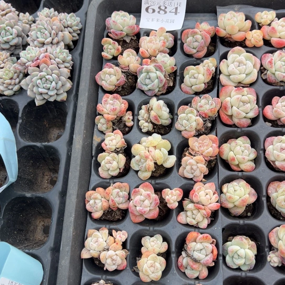 684号微瑕疵冰玉双头到手21颗 默认不售后不包整散