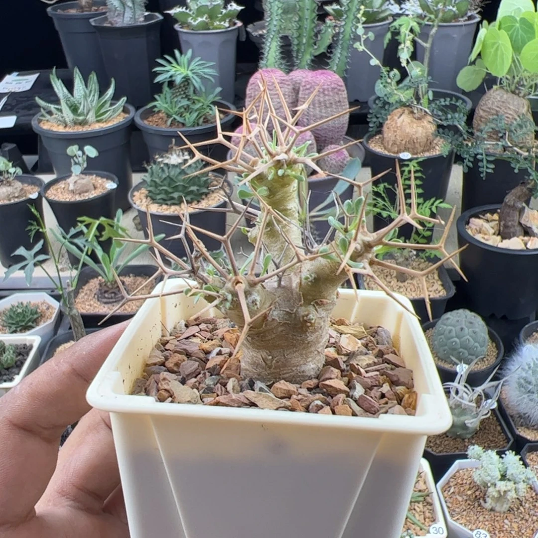 黑鬼殿厚敦菊一物一拍带盆发