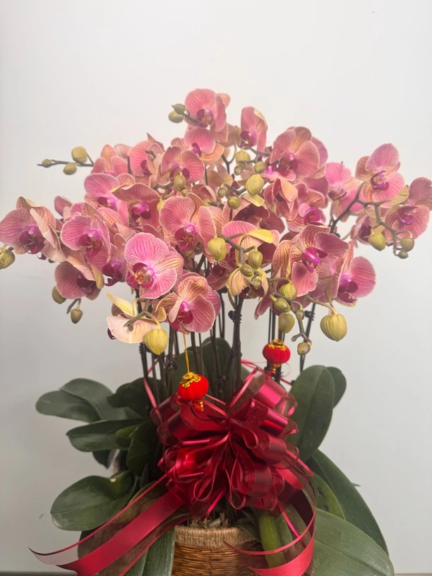 高品质蝴蝶兰（金色婚纱）年宵花昆明基地发货