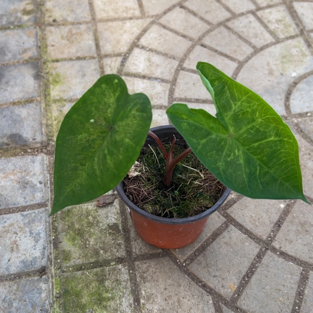 ****完全开放8426泰彩