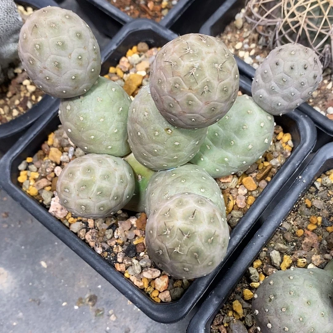 自根习志野14公分左右一物一拍