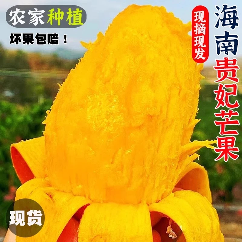海南贵妃芒现摘芒果新鲜水果包邮当季整箱红金龙甜心芒果热带