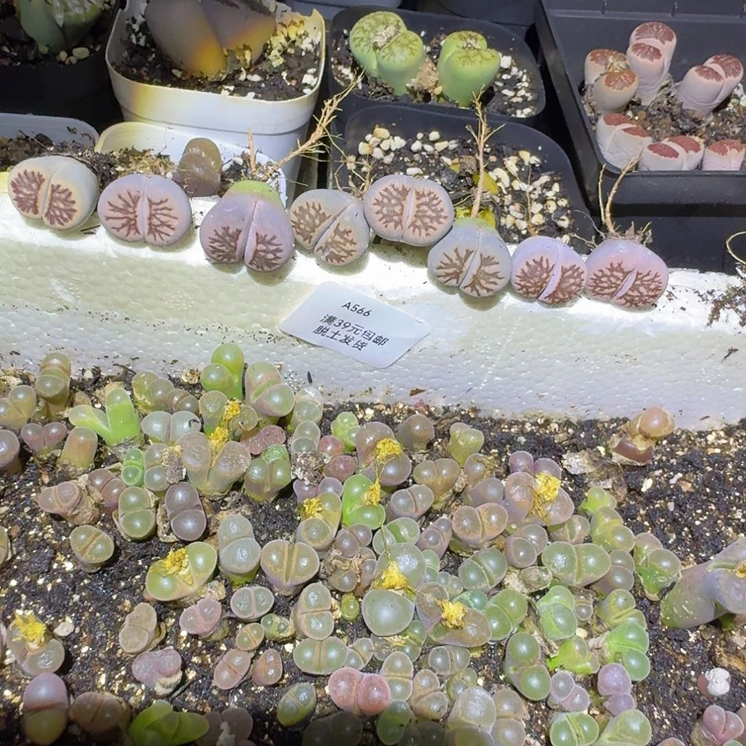 手***1566多肉哈哈哈哈哈哈