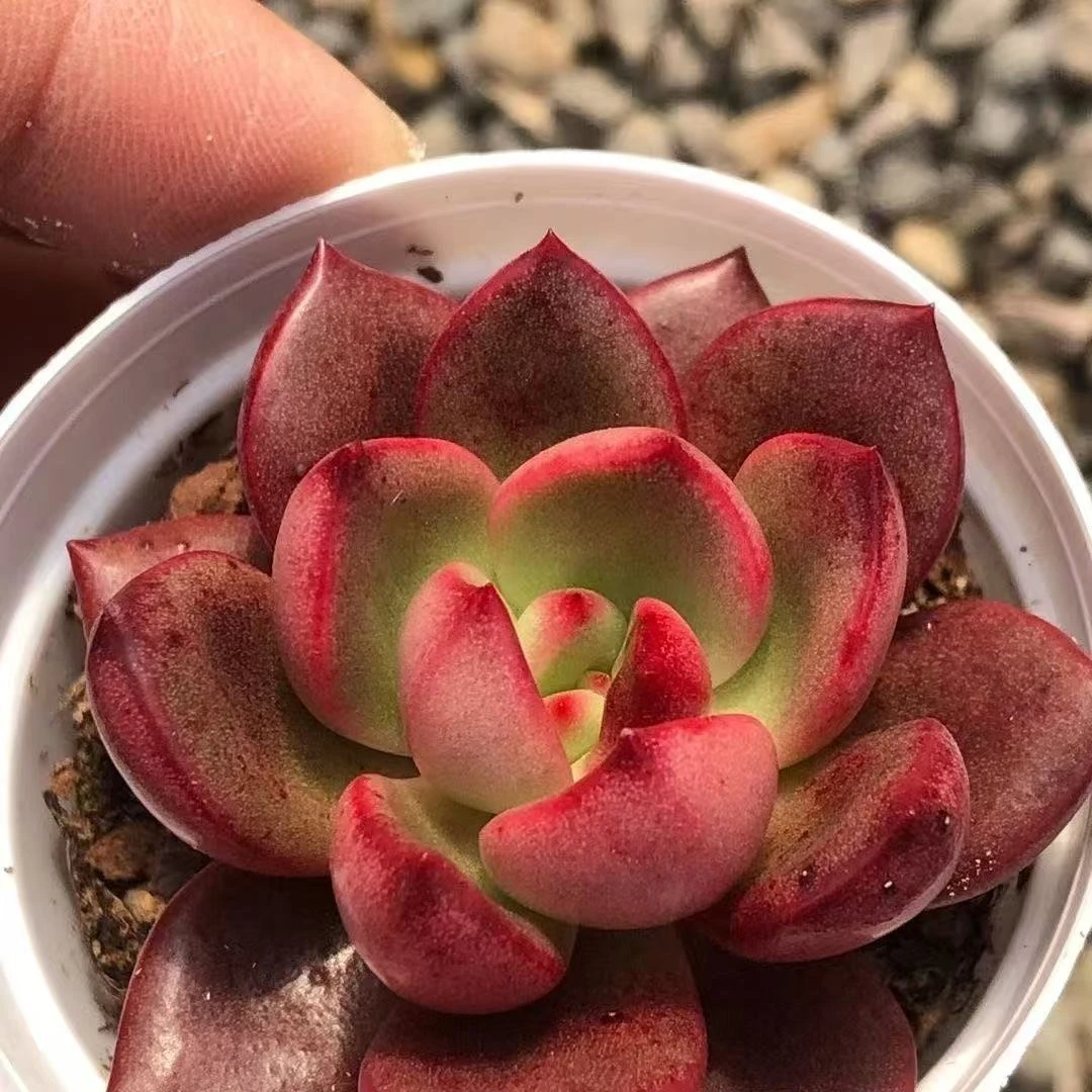 红灯（多肉全店满19元包邮）植物组合盆栽
