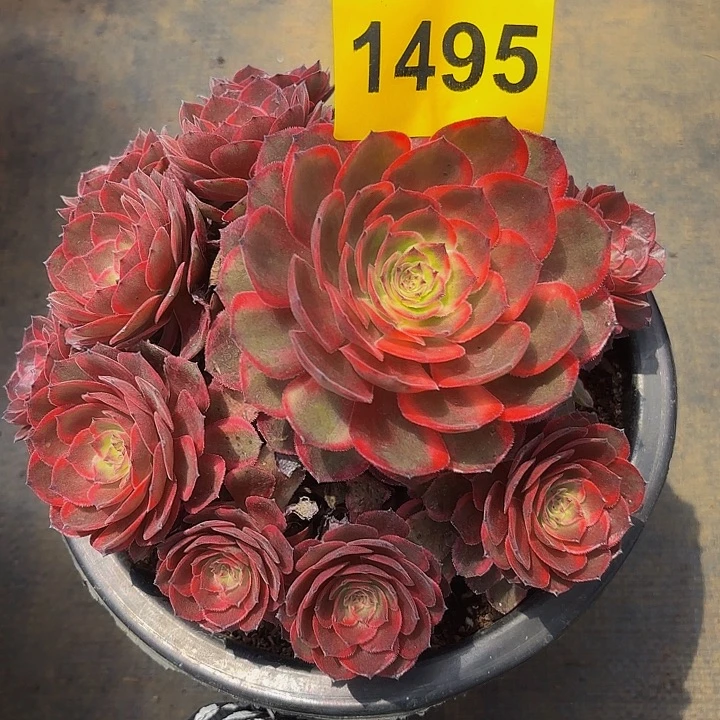 多肉植物红花郎1495