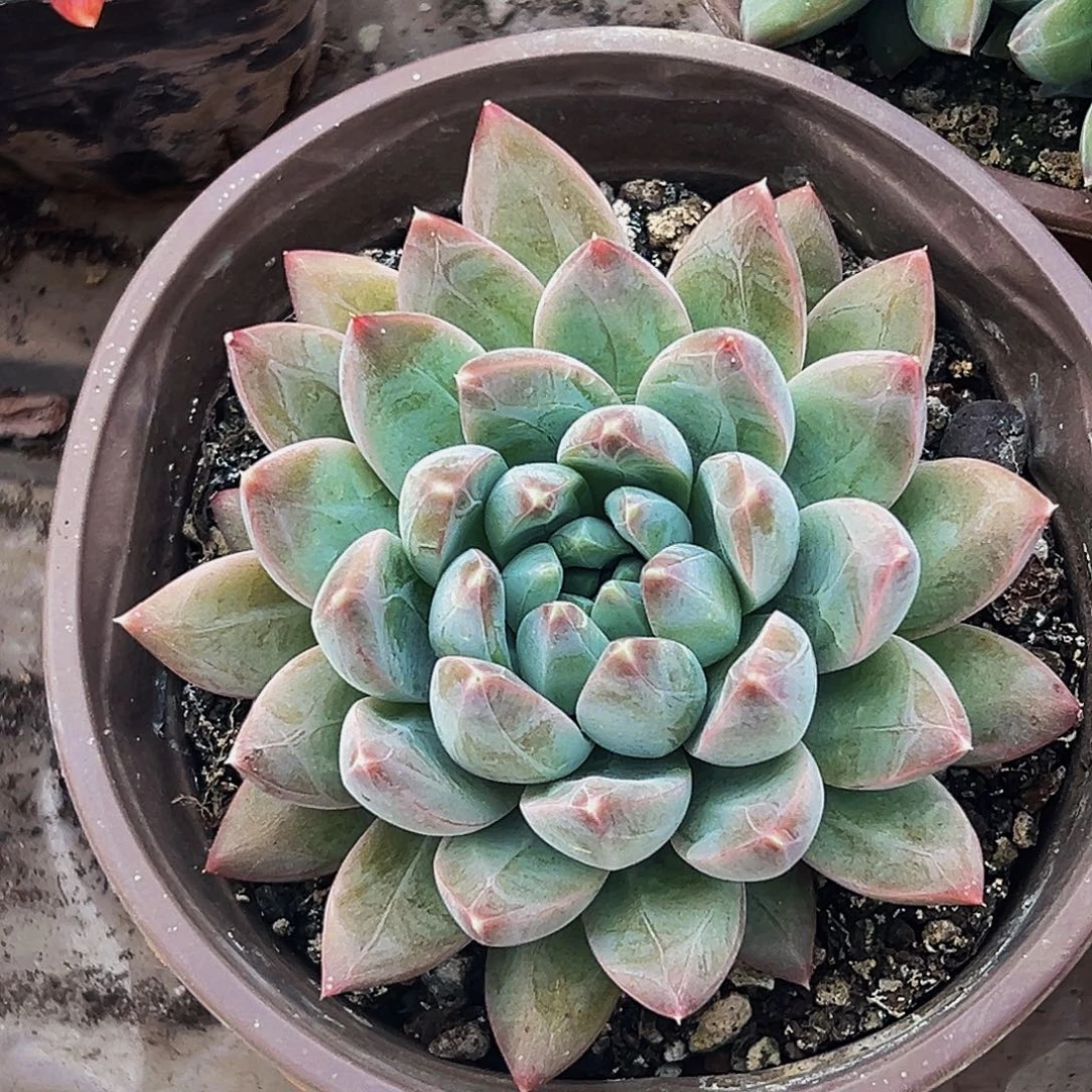 桔云多肉美人精品系列