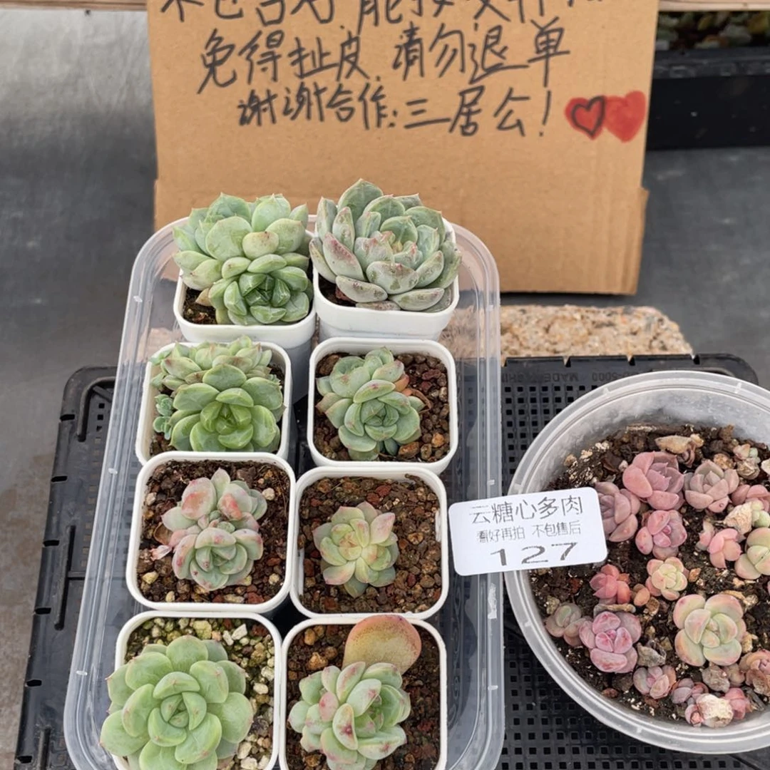 云糖心多肉植物127