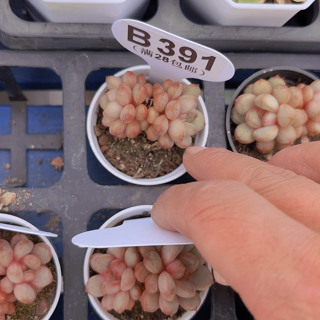 B391葡萄一物一拍