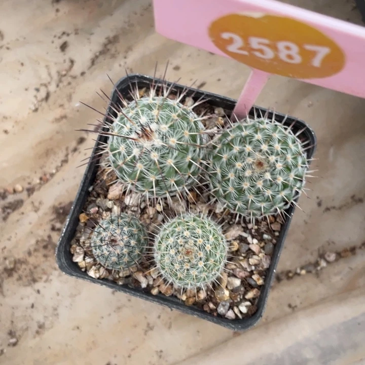 风***8实生白王丸一盒258700000