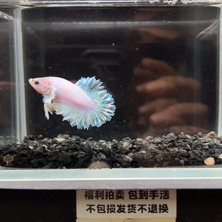 斗鱼竞拍跑单拉黑8日55