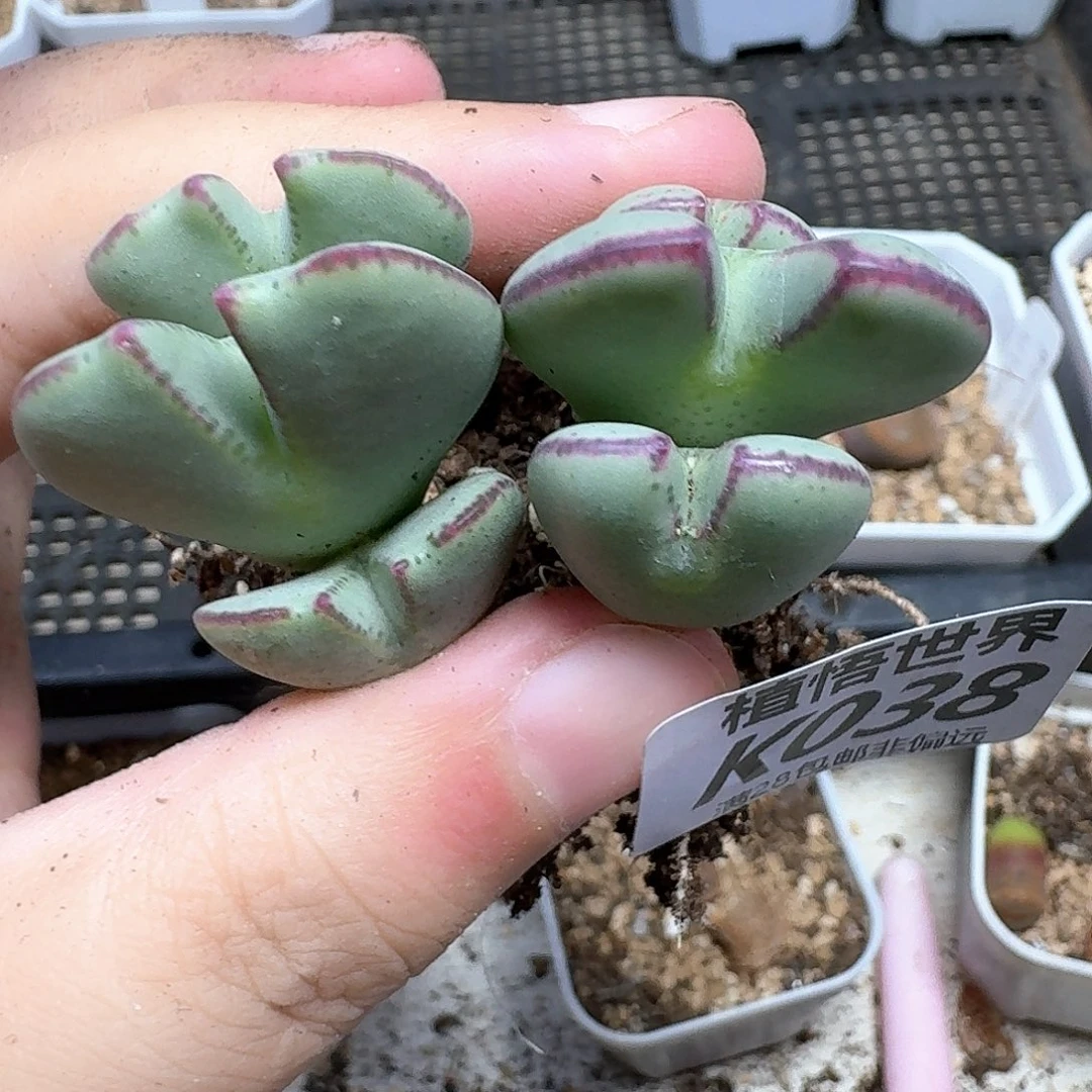多肉植物的润泽风格