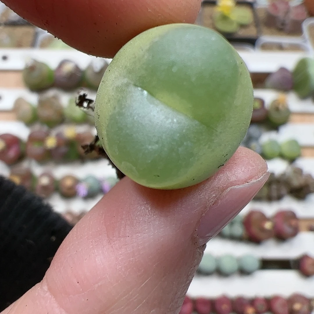 【闪购商品】331 拉登1.6