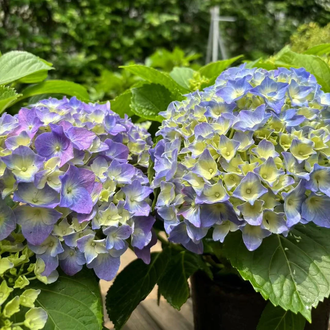 《易多梦幻》（蓝、紫、粉）绣球花盆栽带花苞基地直发小5加仑耐寒