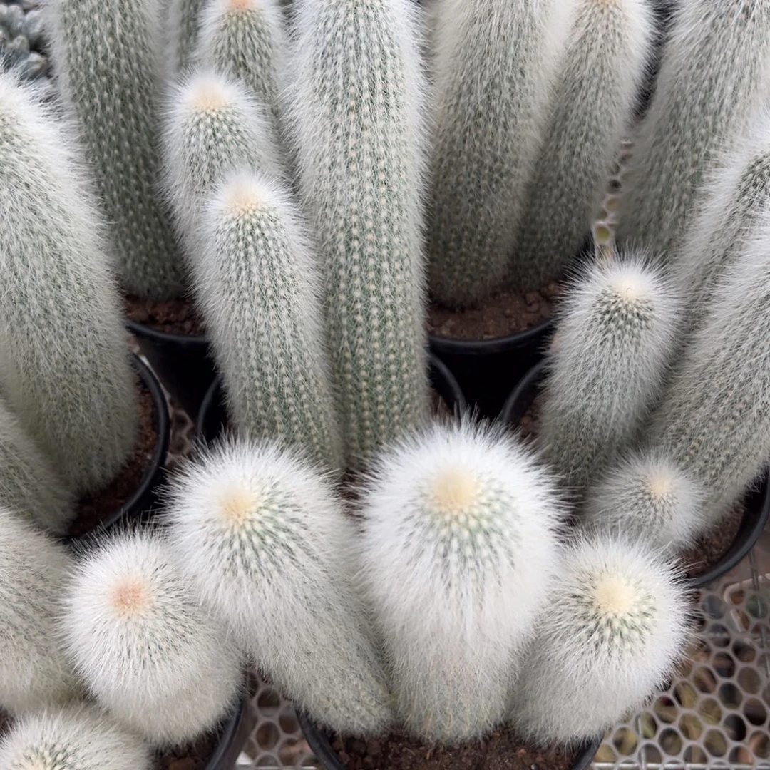 吹雪柱随机一颗。