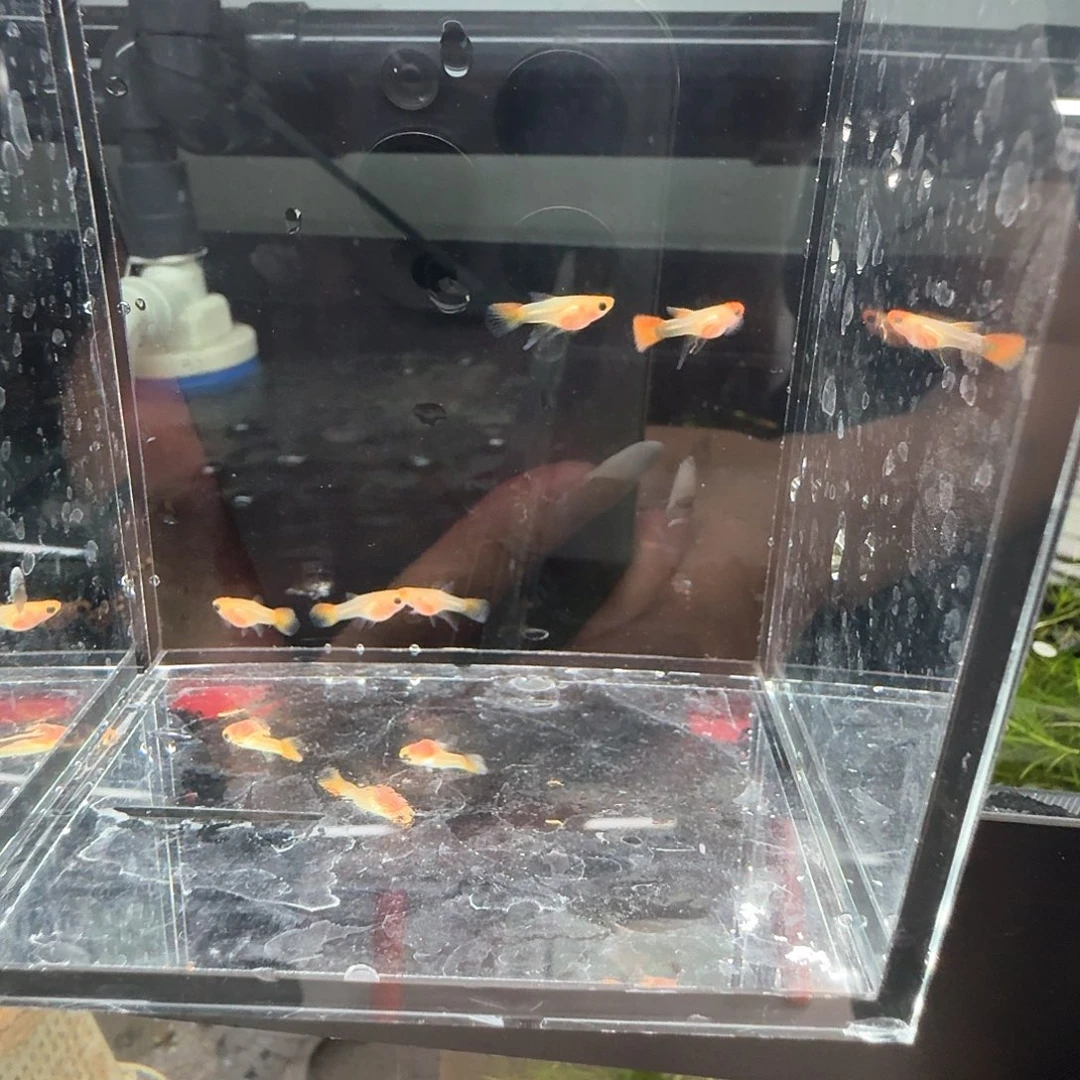 孔雀鱼深海蓝球c5条苗